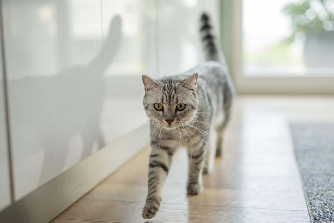 Hilf deinen Katzen!