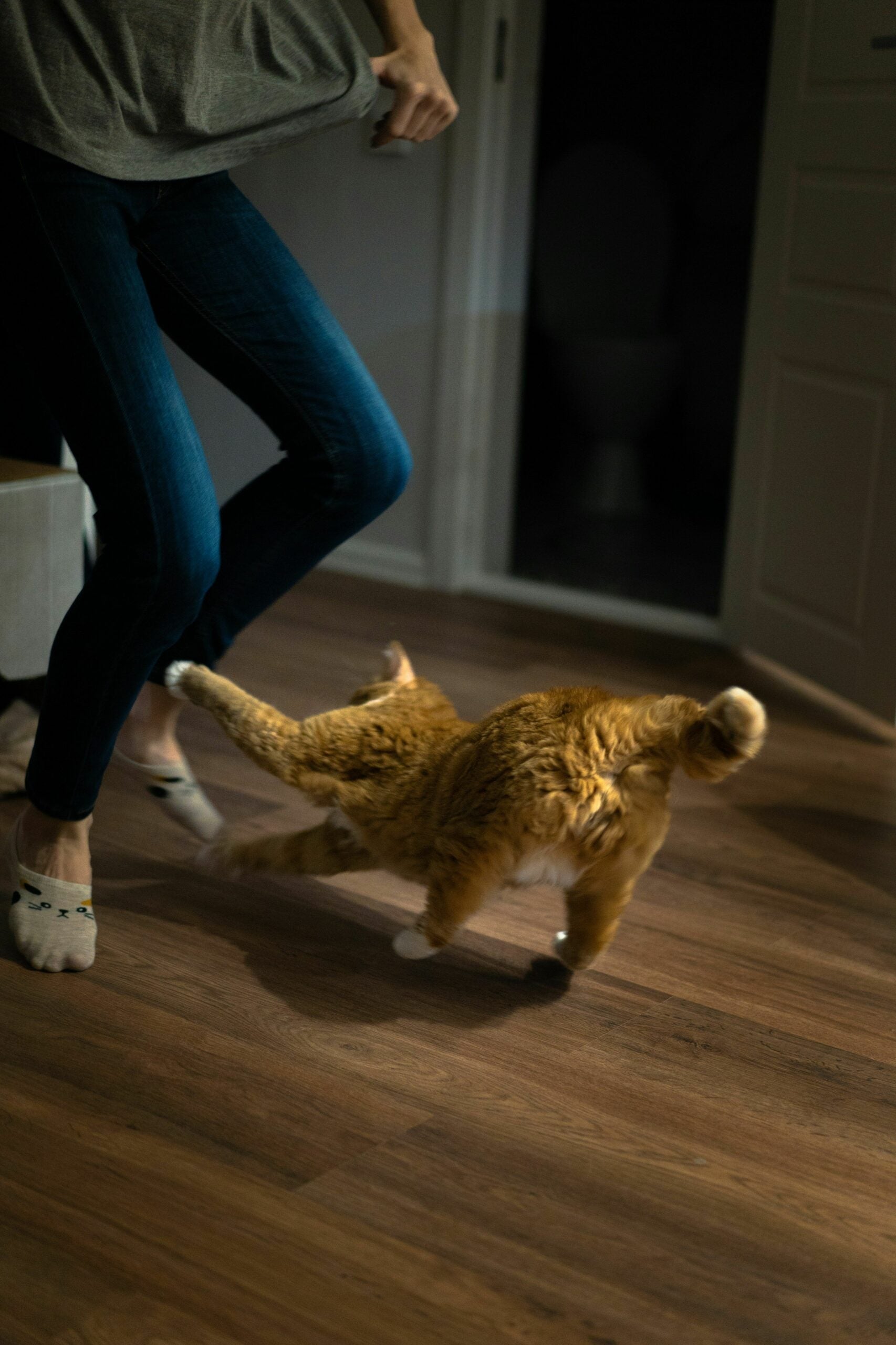 Katze Rennt Wie Verrückt Durch Die Wohnung Katzen jagen sich durch die Wohnung - Was tun? – Flappie