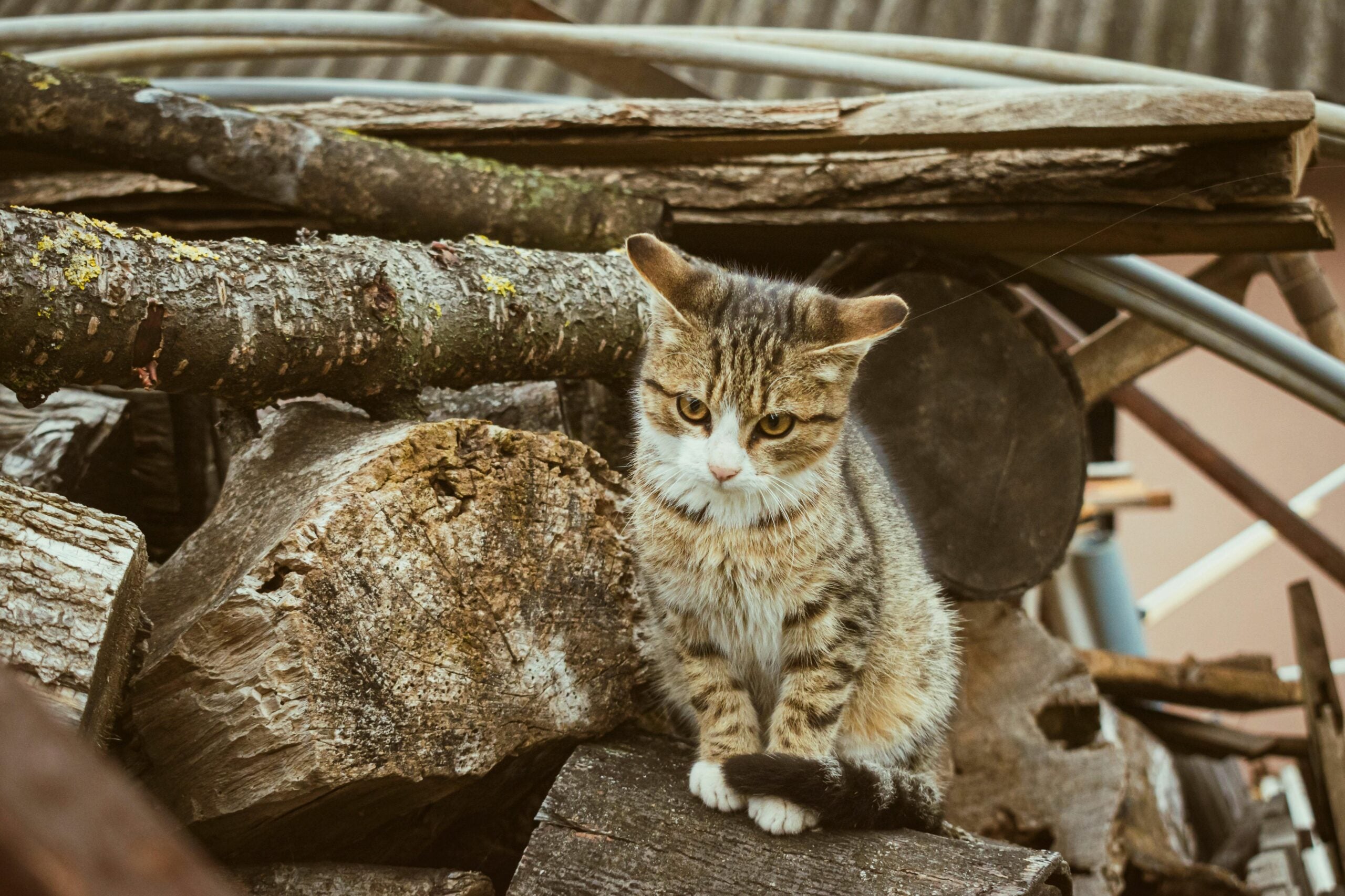 751d88cef099412fb32160beecf40593-2