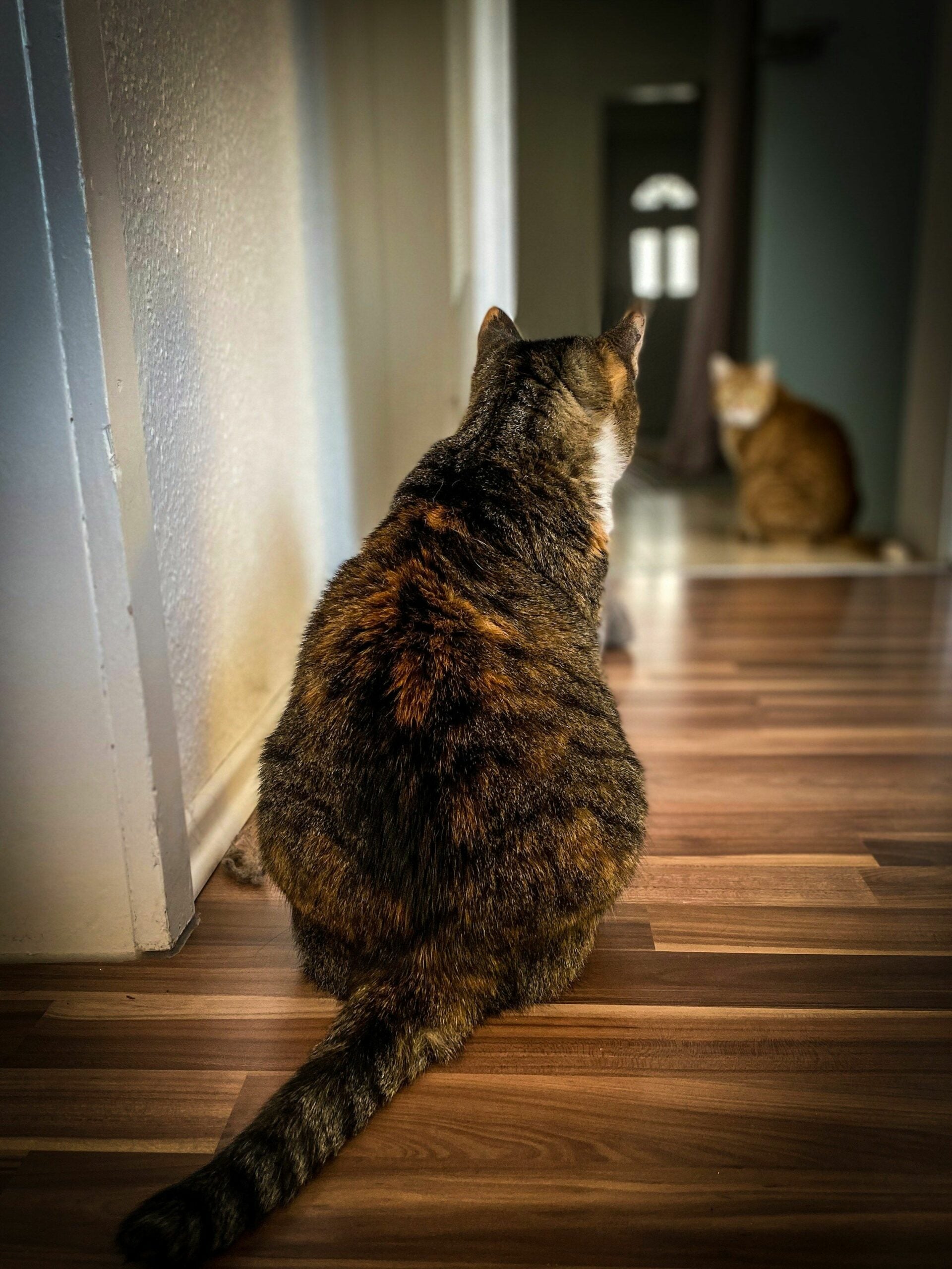 83534568b6ef42819928b45f01f8c8d0