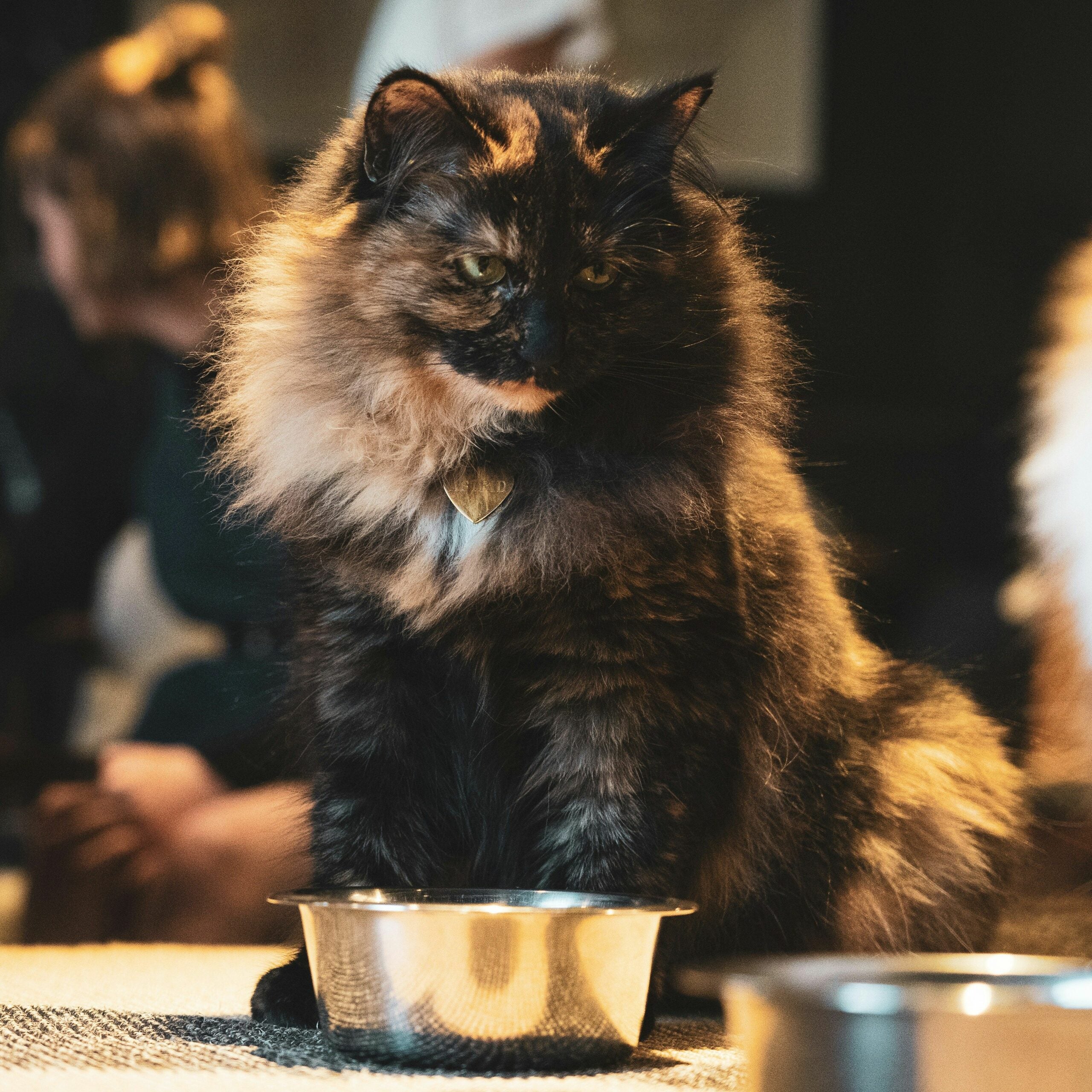 Katzenleckerlies ohne Getreide selbst machen – Flappie