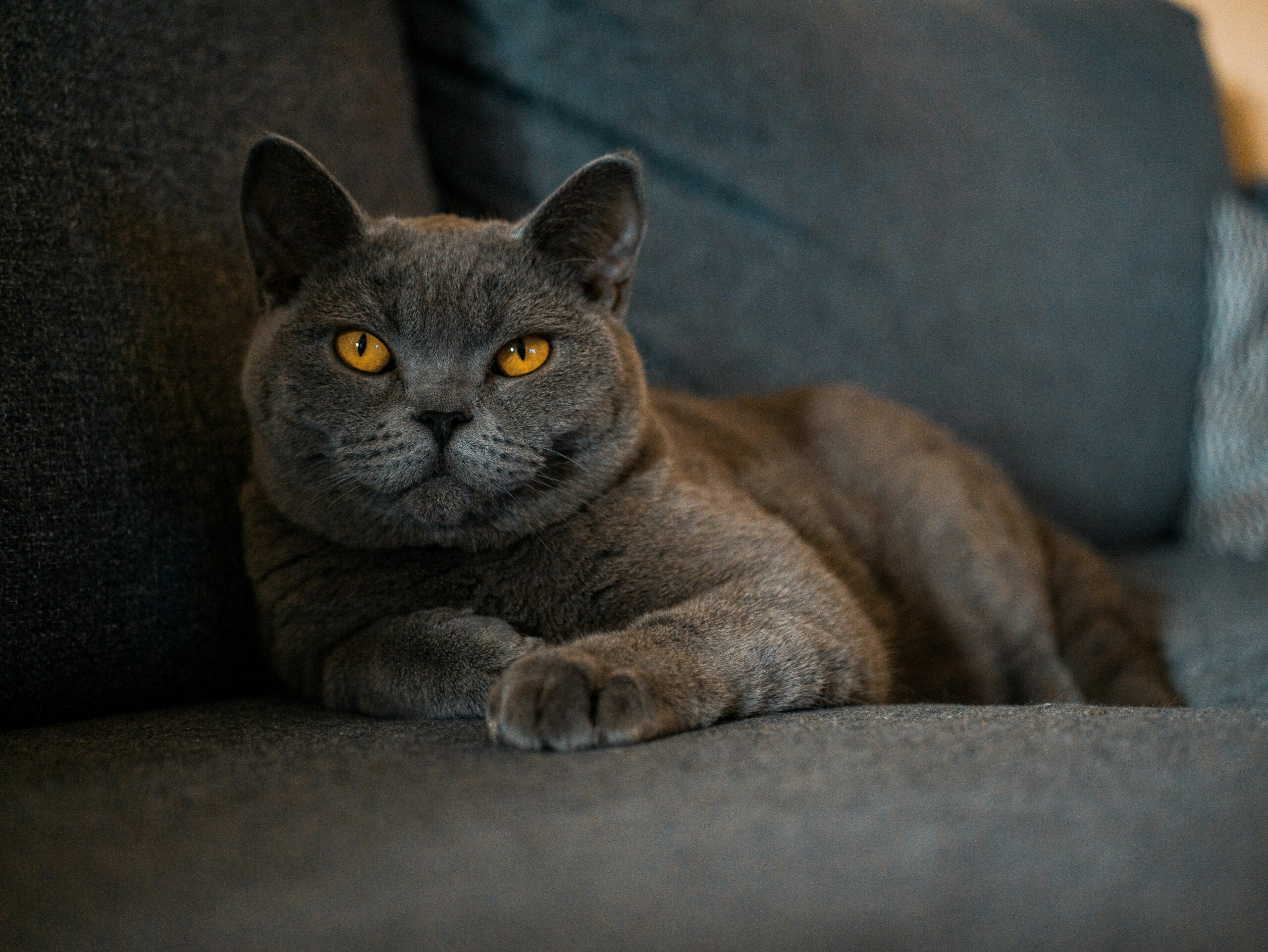 BKH Britisch on sale Kurzhaar Katze.