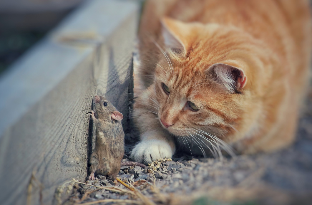 Katze-schaut-Maus-an