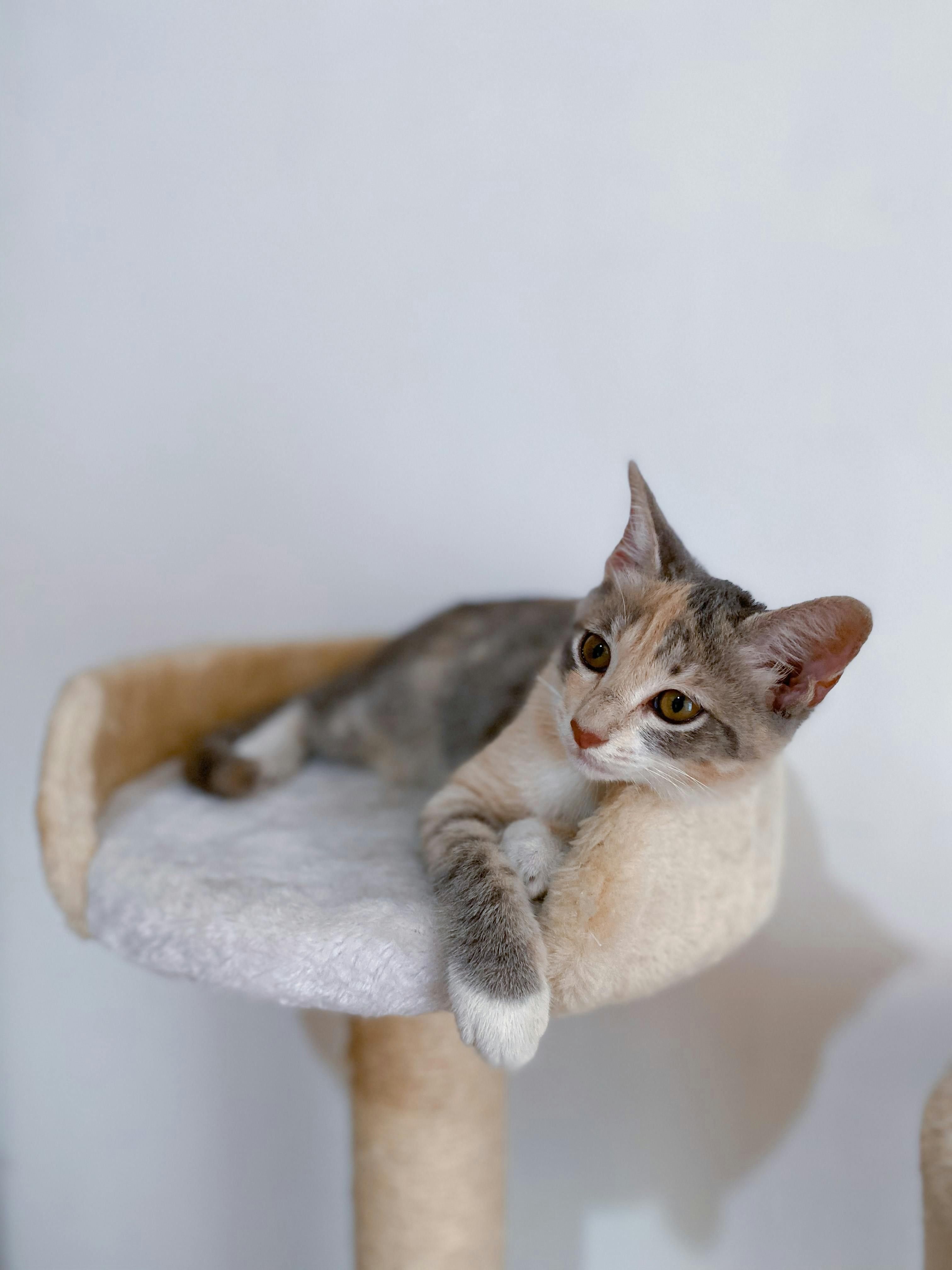 FIP Katze Lebenserwartung: Ein umfassender Leitfaden