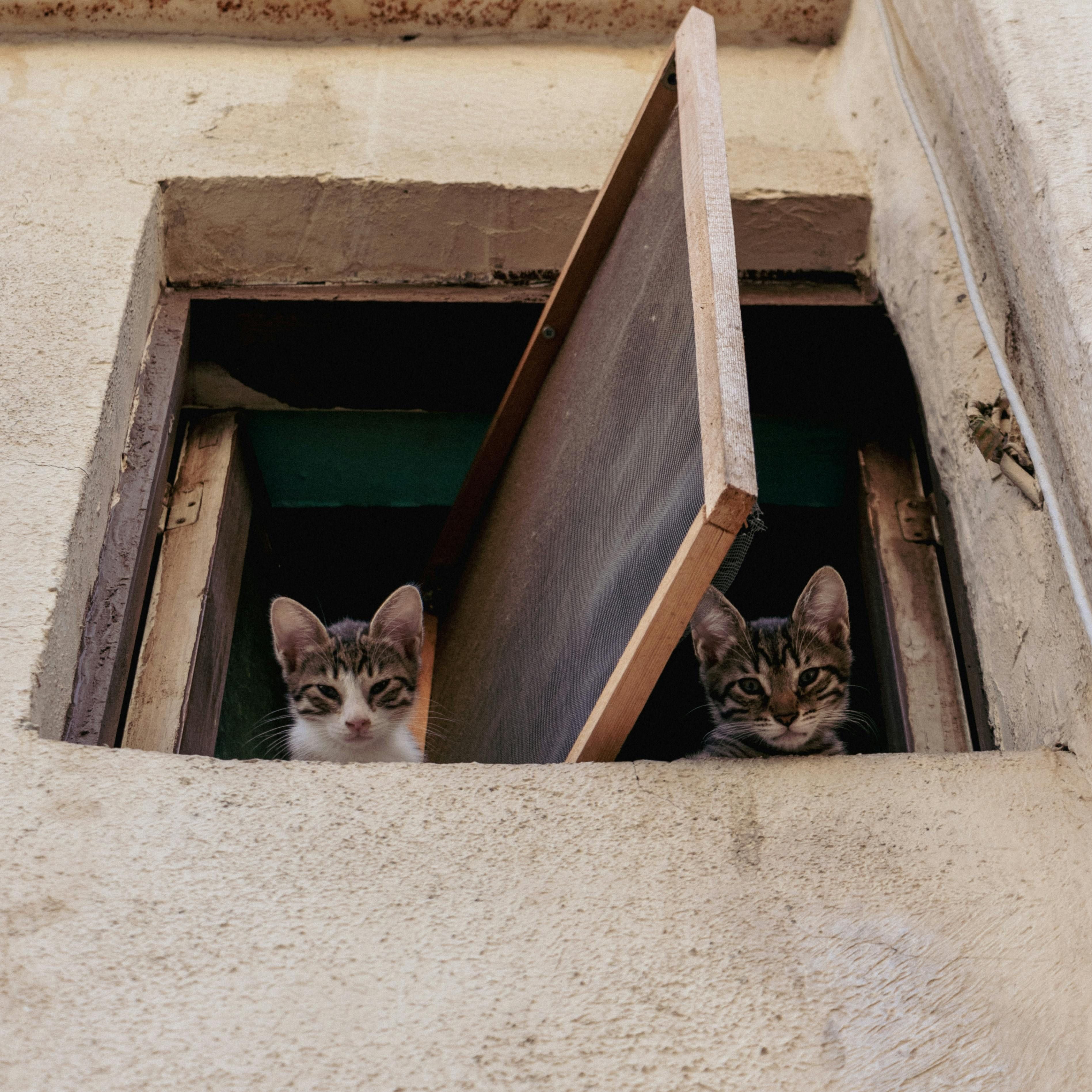 Katzenklappe fremde Katzen: Verhindern des Eindringens