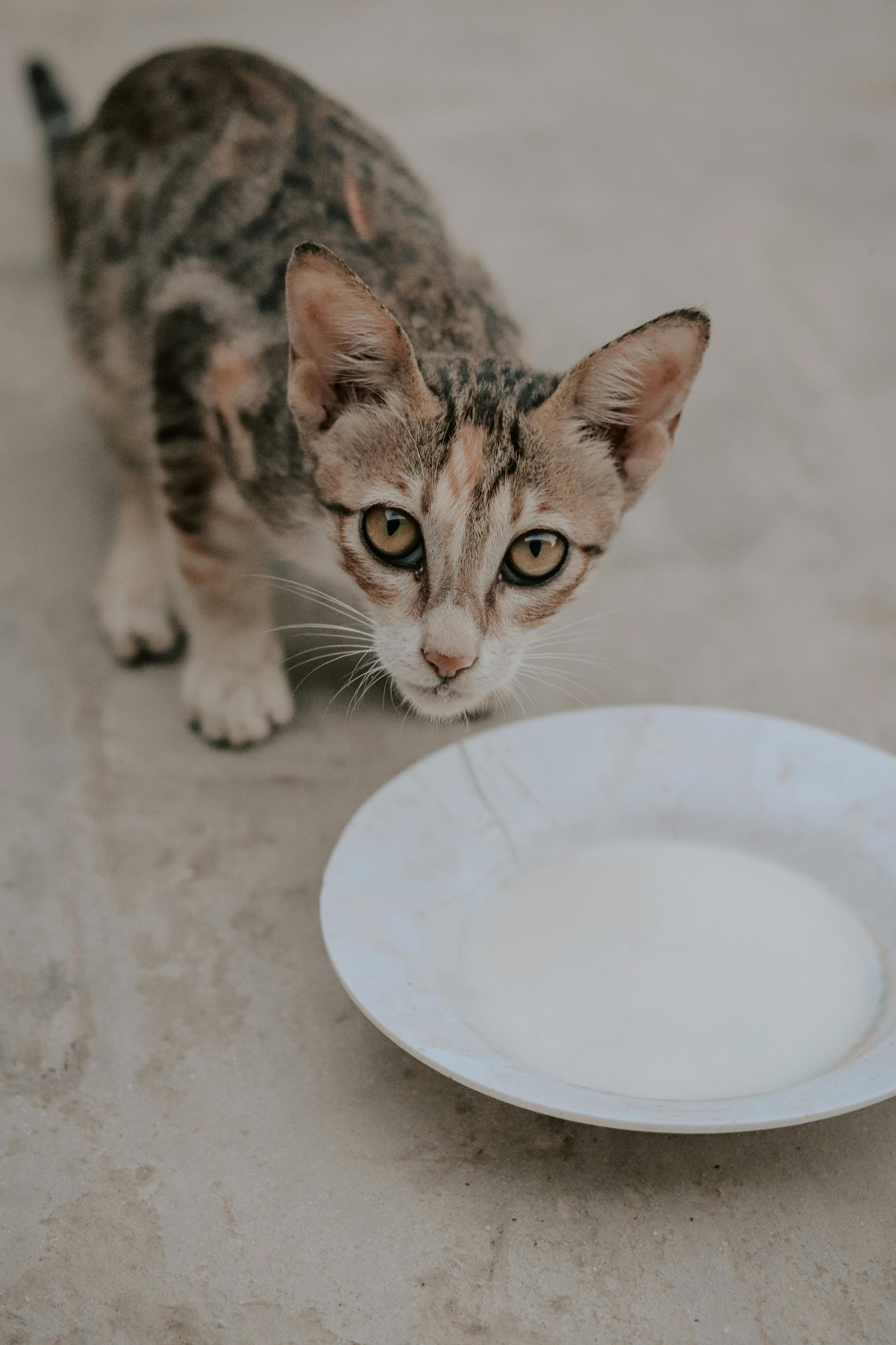 Ist Katzenmilch gesund? Alles über Milchprodukte für Katzen