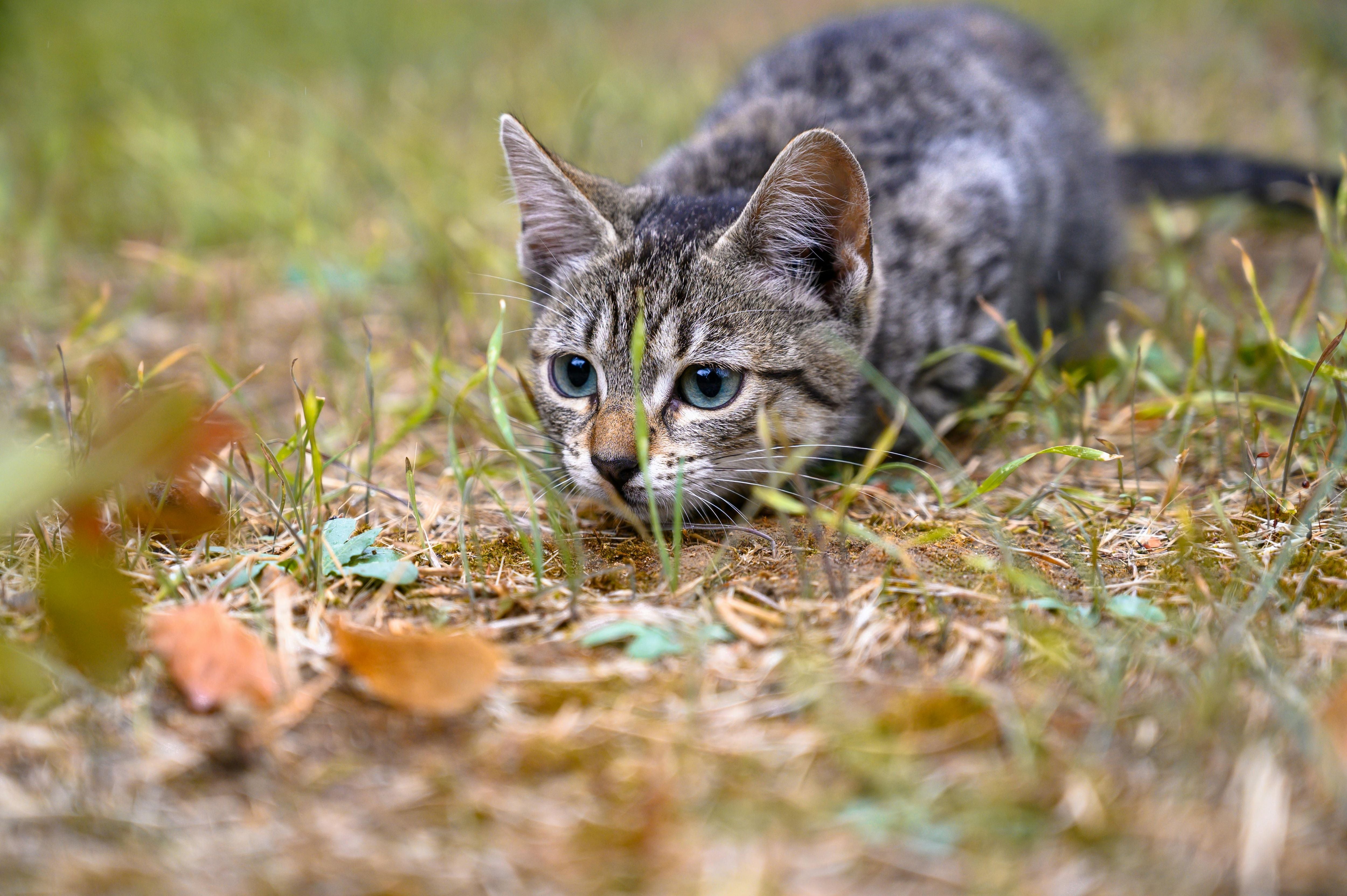 Welche Katze jagt am besten? Tipps zur Auswahl