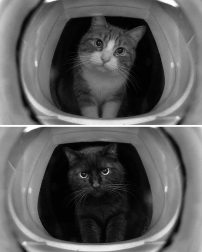 Flappie®