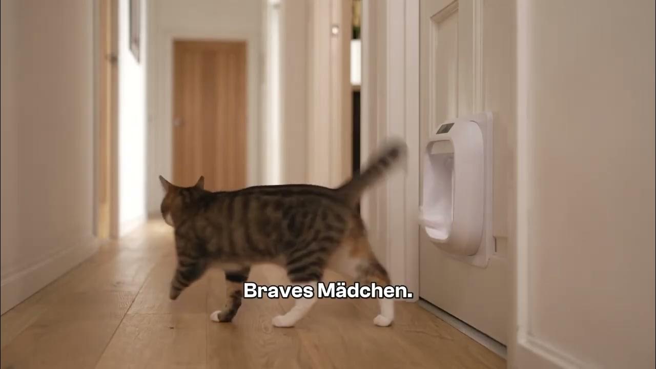 A cat in front of its Flappie in the warm light of a hallway